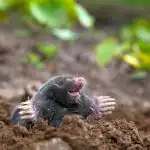 Ce să turnați în gaura cârtiței: acest remediu este în