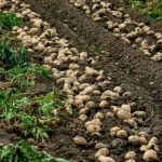 Ce soiuri de cartofi nu ar trebui să fie plantate în grădina de legume: tuberculii cresc mici și neplăcuți ce-soiuri-de-cartofi-nu-ar-trebui-sa-fie-plantate.webp.webp