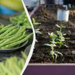 Cei mai buni "vecini" pentru fasole: 11 legume care pot