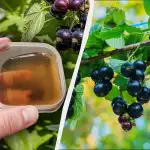 Coacăzele trebuie hrănite înainte de Paște: trebuie să le hrăniți