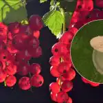 Coacăzele vor fi de mărimea cireșelor: ce să pui sub