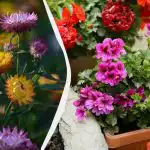 Creșteți frumos la umbră, practic fără întreținere: 5 plante perene