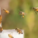 Cum își găsesc albinele drumul: ce secret este ascuns în dansul lor complex cum-isi-gasesc-albinele-drumul-ce-secret-este-ascuns-in.jpg