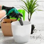 Cum să îngrijești o dracaena în aprilie: 5 pași pentru o verdeață luxuriantă Cum să îngrijești o dracaena în aprilie: 5 pași pentru