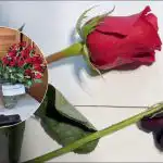 Cum să "resuscitezi" trandafirii în patru ore: un truc pe