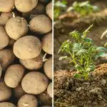 De ce cartofii vecinului tău sunt mai buni: totul se