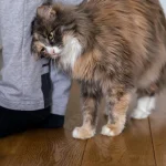 De ce o pisică se freacă adesea de oameni sau de obiecte: 6 motive confirmate de un veterinar de-ce-o-pisica-se-freaca-adesea-de-oameni-sau.webp.webp