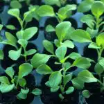 De ce se întind răsadurile: erori de iluminare și temperatură de-ce-se-intind-rasadurile-erori-de-iluminare-si-temperatura.jpg