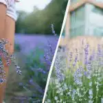 Din coșul de gunoi și în grădină: trei îngrășăminte care