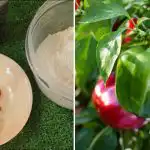 Doar o lingură pe gaură: un amestec simplu vă va