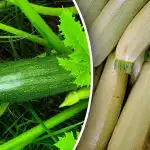 Epuizarea solului și dăunătorii comuni: principalii dușmani ai dovleceilor de