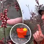 Este important să nu ratați momentul: când să tratați pomii de piatră împotriva moniliozei Este important să nu ratați momentul: când să tratați pomii