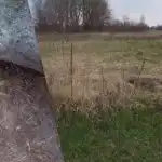 Femeia ucraineană arată cum să scape de iarba de grâu