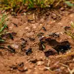 Furnicile ar merge pe teren până când ar împrăștia acest