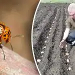 Gândacul de Colorado nu se va apropia: ce să plantezi