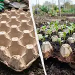 Gospodinele experimentate folosesc de mult aceste sfaturi: cum este utilă