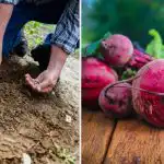 Grădinarii îl pun în groapă atunci când plantează sfeclă roșie: