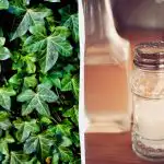 Iedera nu va supraviețui: 2 remedii de bucătărie ieftine care funcționează în câteva zile Iedera nu va supraviețui: 2 remedii de bucătărie ieftine care