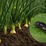 Musca cepei nu se va apropia la mai puțin de un metru de plantare: cu ce să tratăm paturile și răsadurile Musca cepei nu se va apropia la mai puțin de