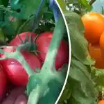 Nu dați o șansă Phytophthora: Cum să vă salvați în