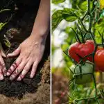 O lingură în gaură - și recolta de roșii va