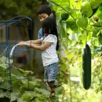 Paturi mici - recoltă mare: cum să folosești eficient fiecare centimetru de teren Paturi mici - recoltă mare: cum să folosești eficient fiecare