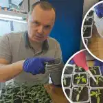 Prima udare a roșiilor după transplantare: ce să adăugați la