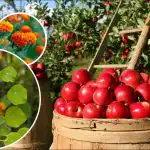 Producțiile se vor înmulți: ce este mai bine să plantați