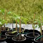 Răsadurile de tomate vor fi puternice fără magazin "chimie": ce