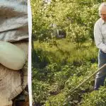 Recolta ta de dovlecei va fi de 5 ori mai