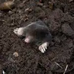 Se aduce la fierbere și se toarnă pe movilă: cârtițele vor fugi imediat de la fața locului Se aduce la fierbere și se toarnă pe movilă: cârtițele