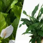 Spathiphyllum va prospera timp de ani de zile: grădinarii vă