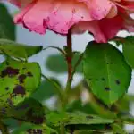 Trandafirii nu se îmbolnăvesc dacă plantați o floare lângă alta: pe care să o plantați Trandafirii nu se îmbolnăvesc dacă plantați o floare lângă alta: