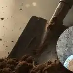 Trucuri de primăvară pentru grădină: trei pași simpli în aprilie