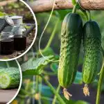 Uitați de castraveții amari: expertul numește o regulă simplă pentru