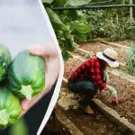 Un astfel de "cartier" va distruge dovleceii într-un singur sezon: