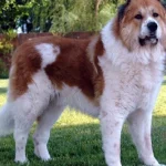 Un cinolog a numit 3 rase de câini pe care nu le-ar avea niciodată: care este motivul un-cinolog-a-numit-3-rase-de-caini-pe-care.webp.webp